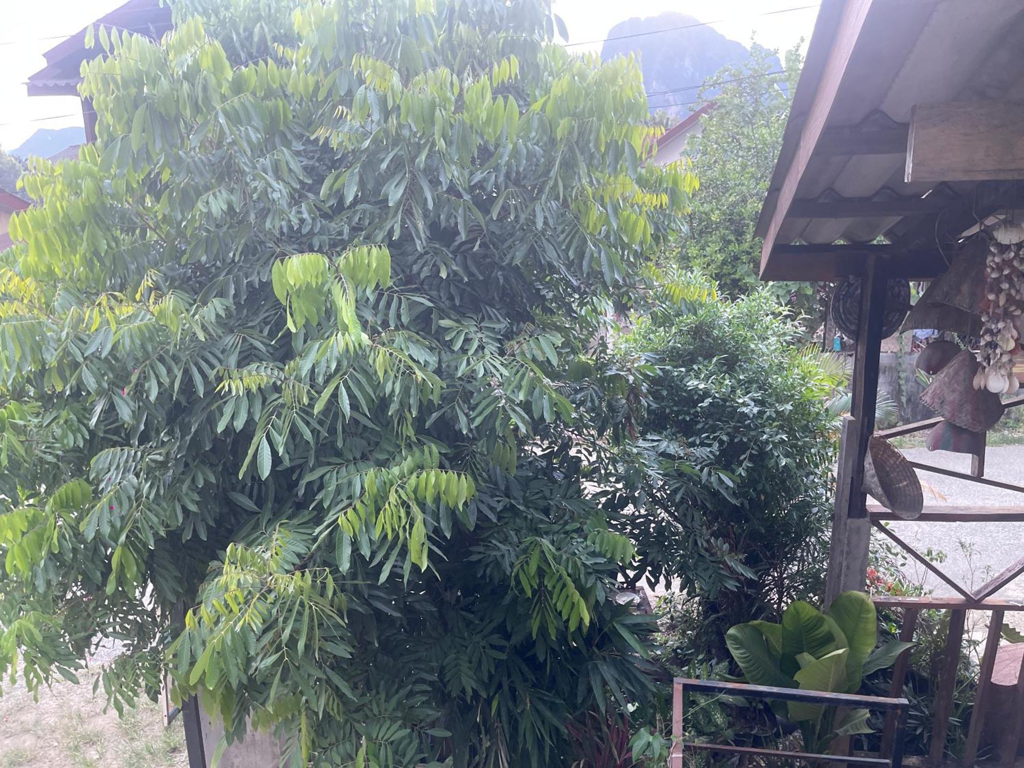 Outland Hostel Vang Vieng Exteriér fotografie